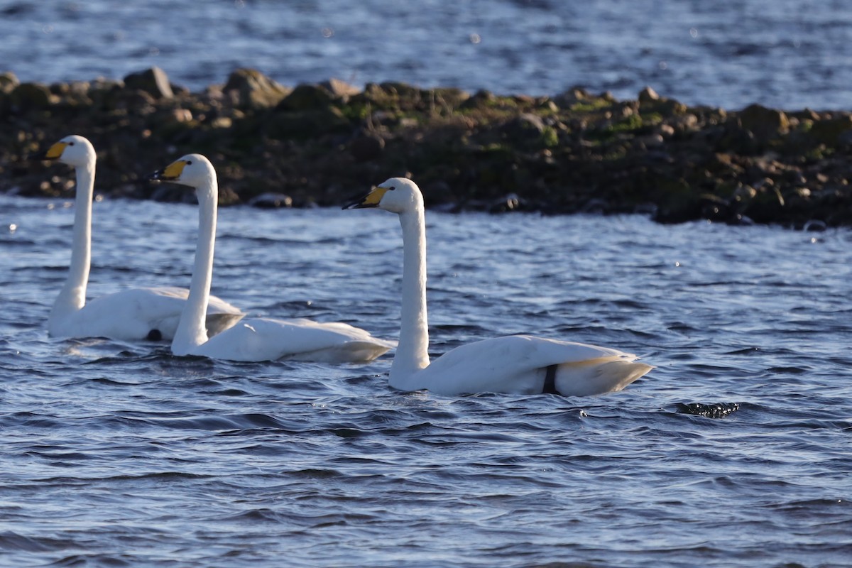 オオハクチョウ - ML647562154