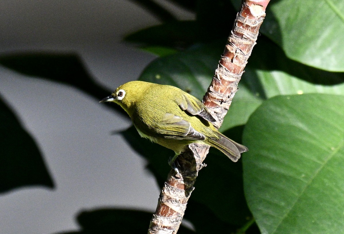 Warbling White-eye - ML647562164