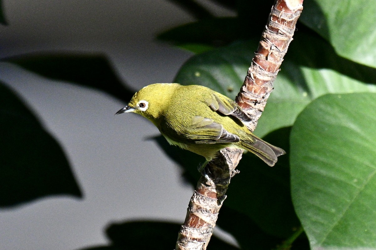 Warbling White-eye - ML647562165