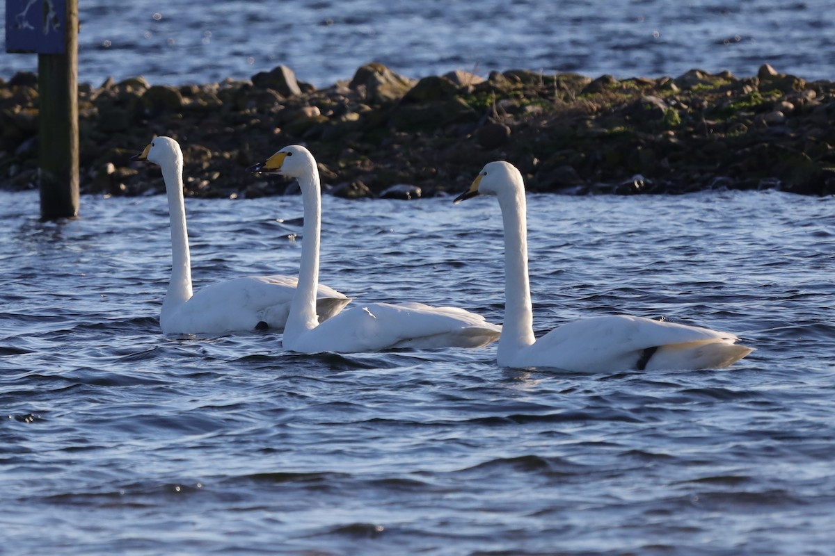 オオハクチョウ - ML647562179