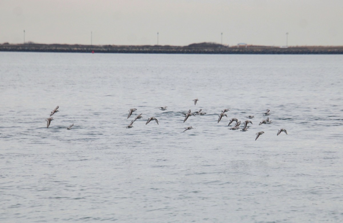 Sanderling - ML647562204