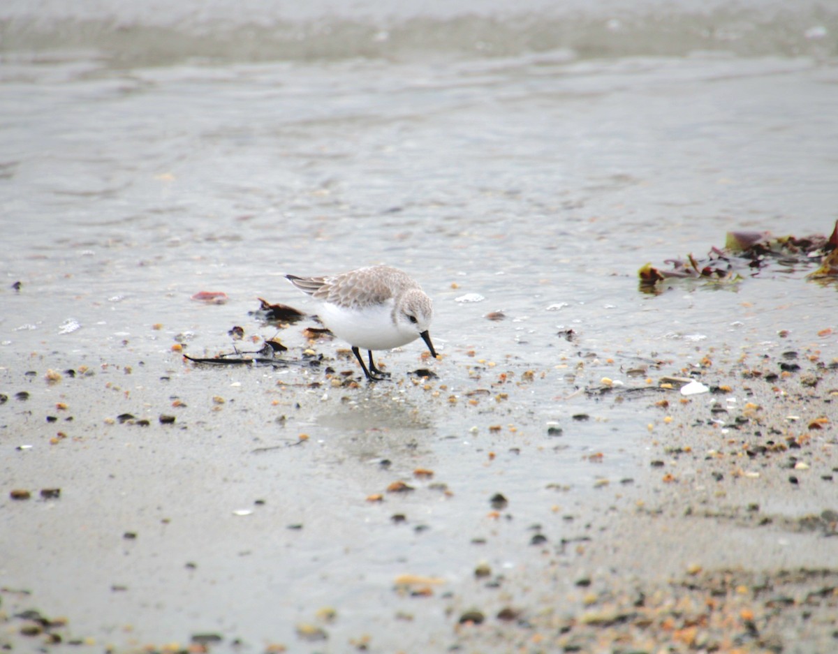 Sanderling - ML647562207