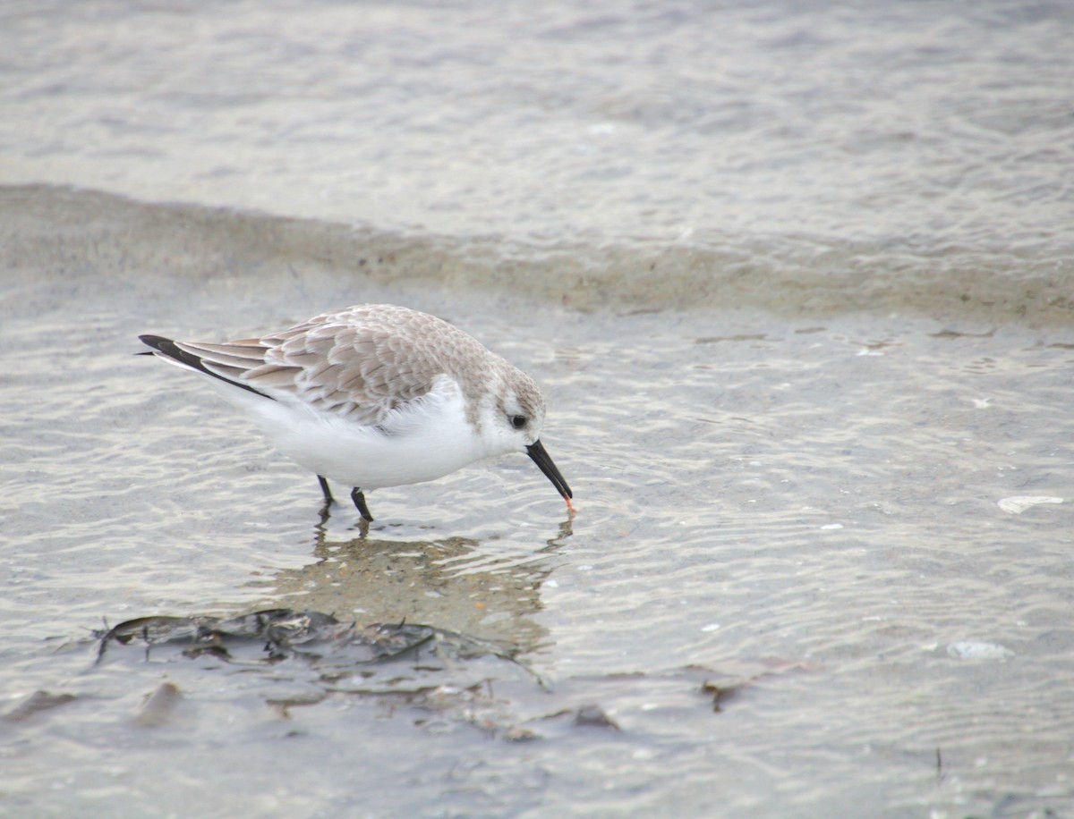 Sanderling - ML647562208