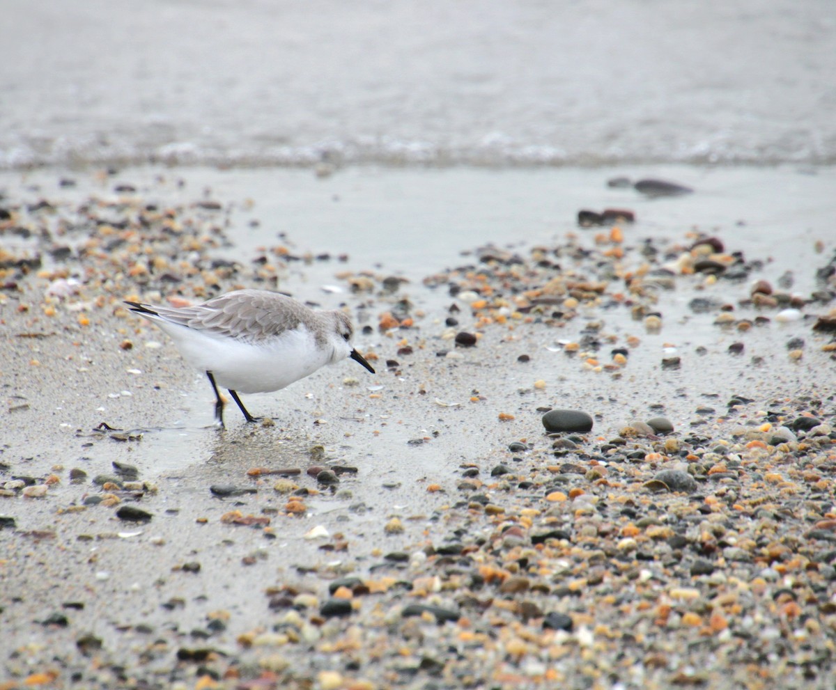 Sanderling - ML647562211