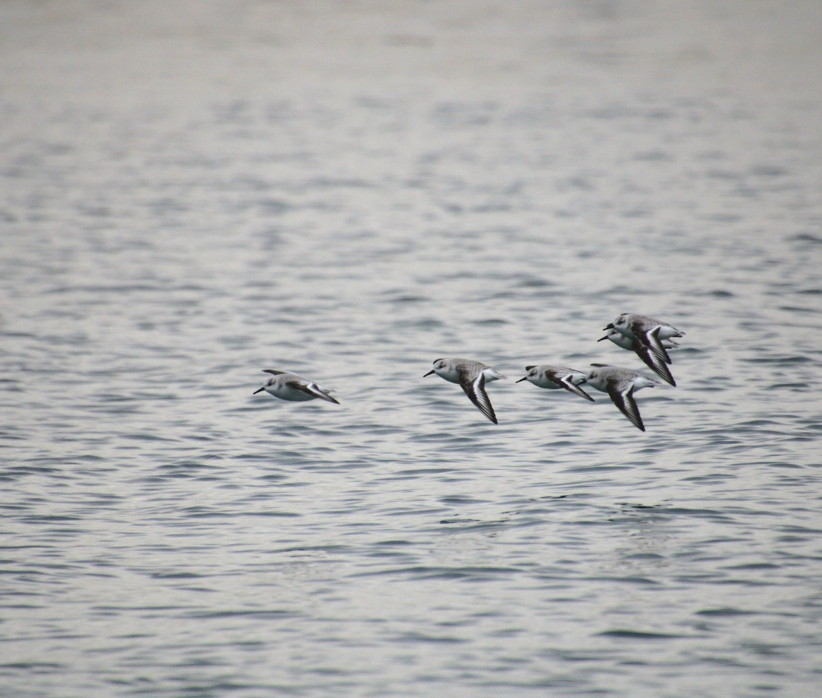 Sanderling - ML647562214