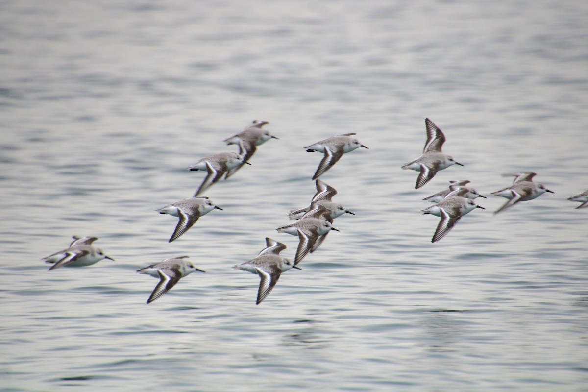 Sanderling - ML647562216