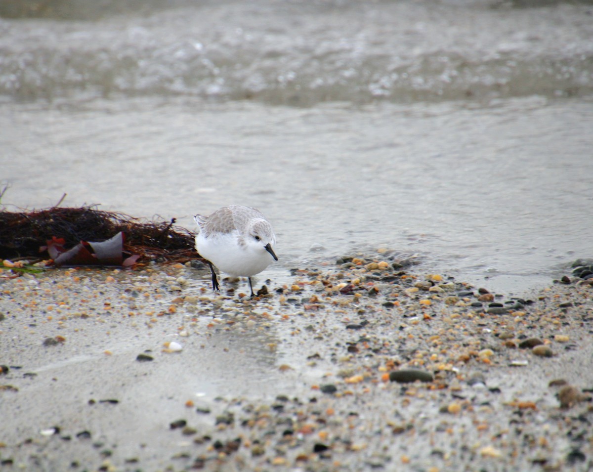 Sanderling - ML647562217