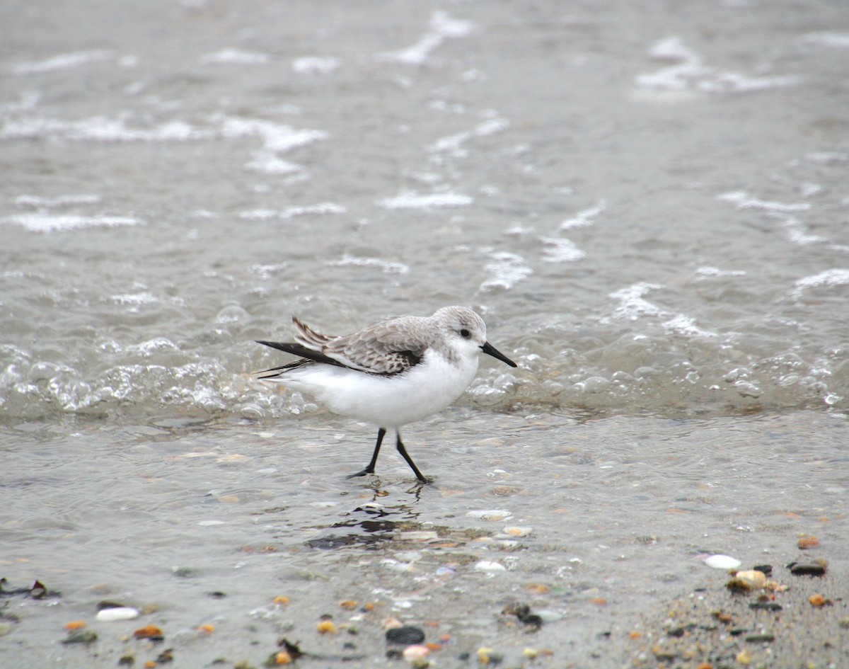 Sanderling - ML647562218