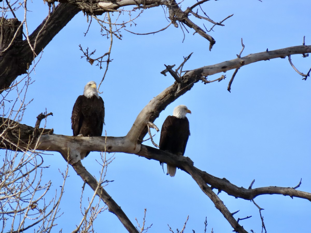 Bald Eagle - ML647562222