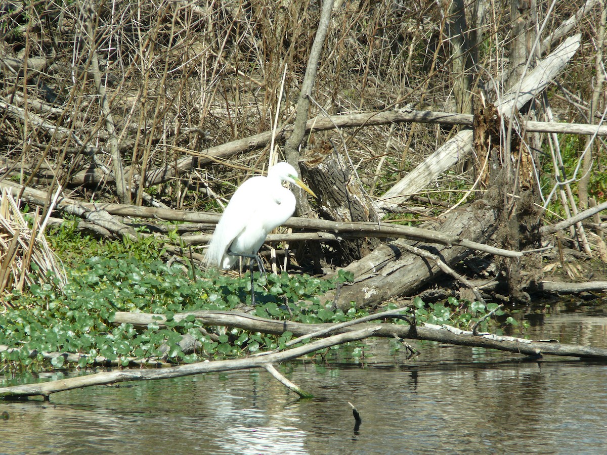 Great Egret - ML647562223