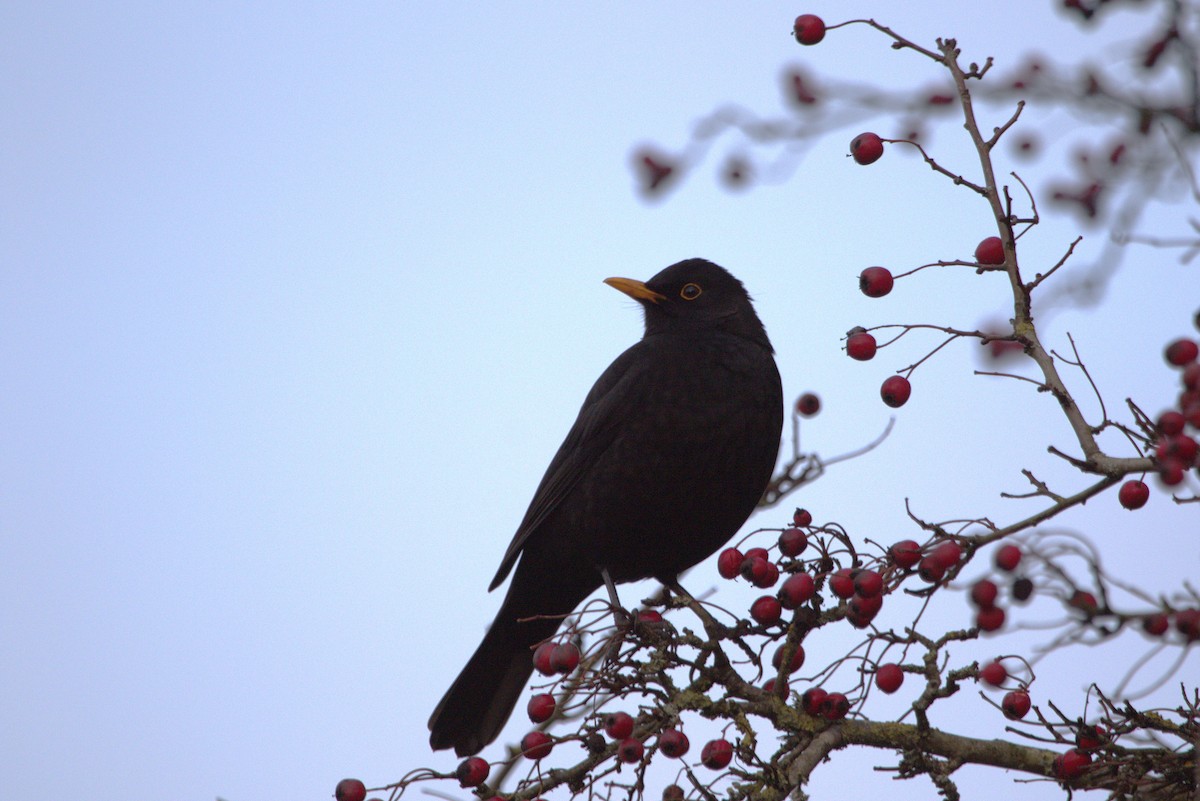 Eurasian Blackbird - ML647562224