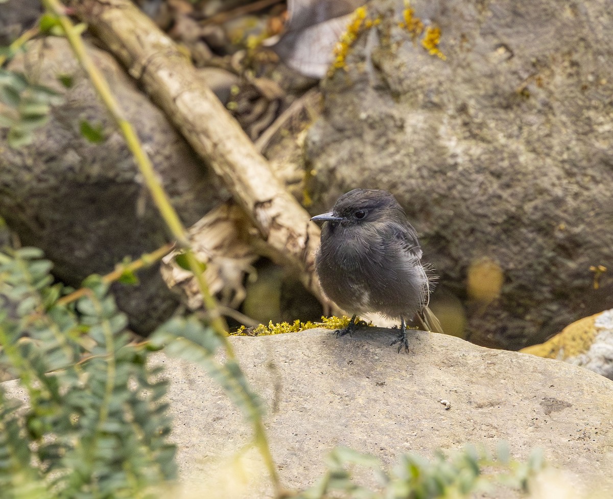 Black Phoebe - ML647562225