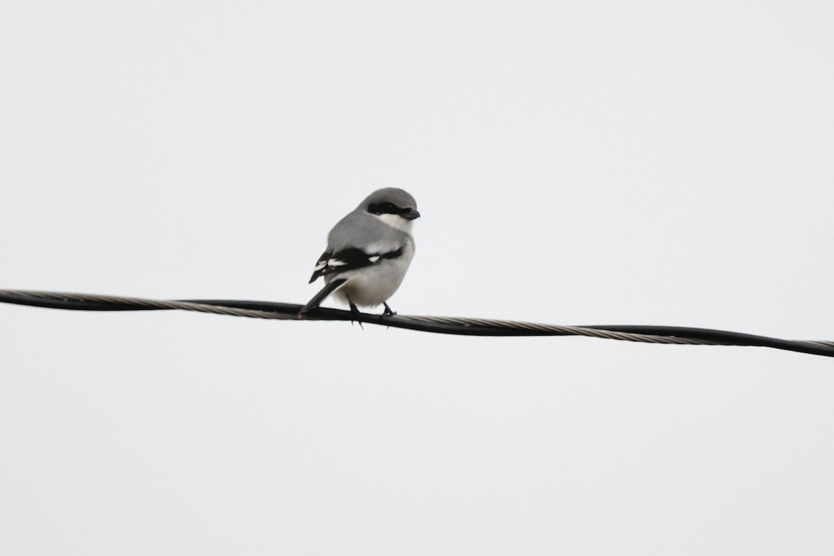 Loggerhead Shrike - ML647562226