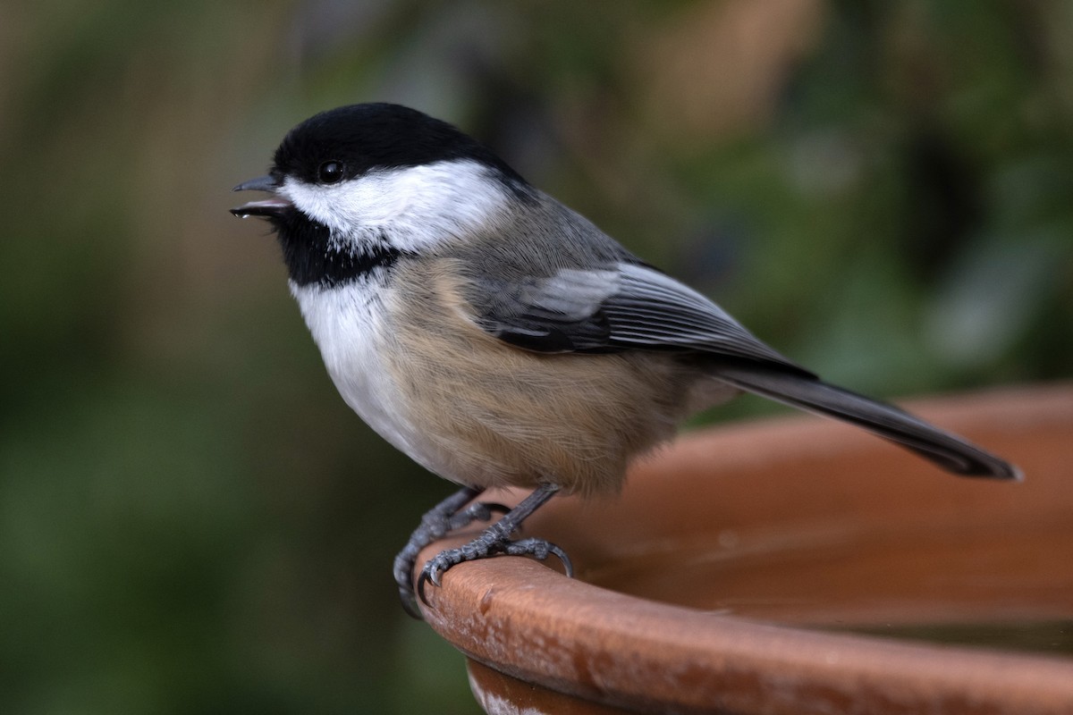 Black-capped Chickadee - ML647562227