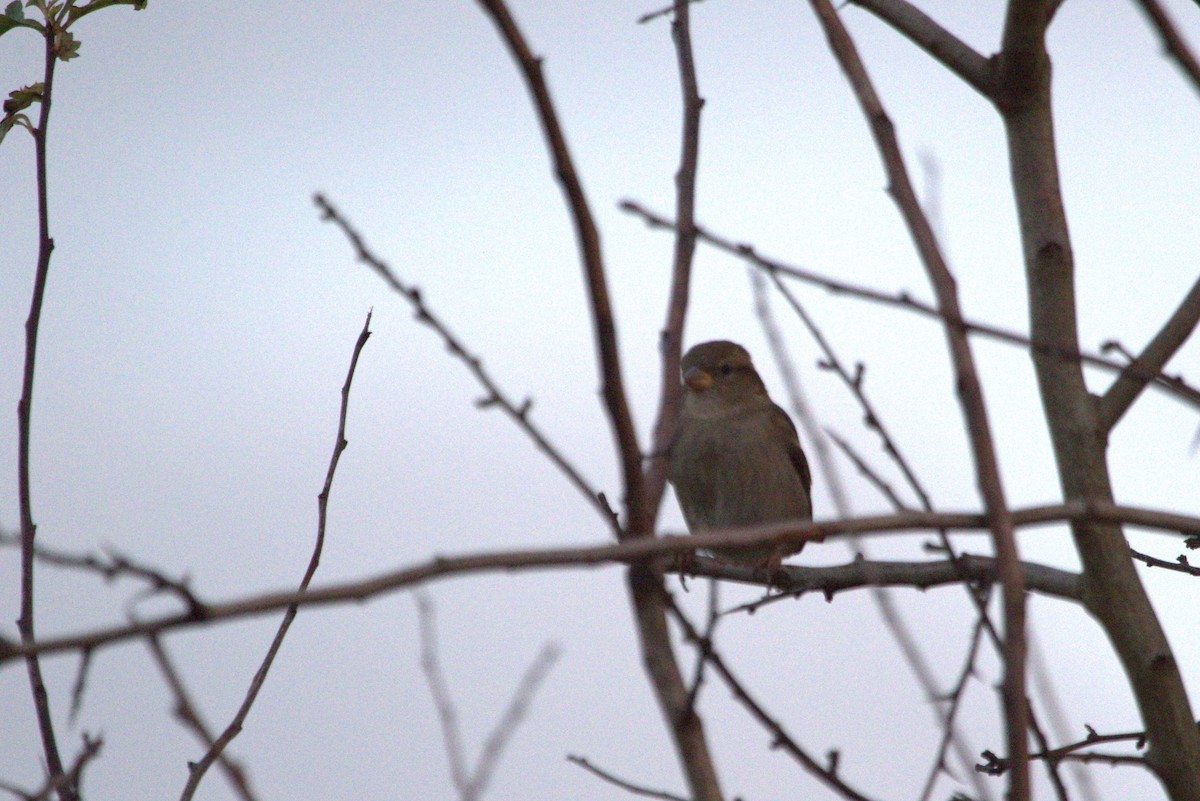 House Sparrow - ML647562228