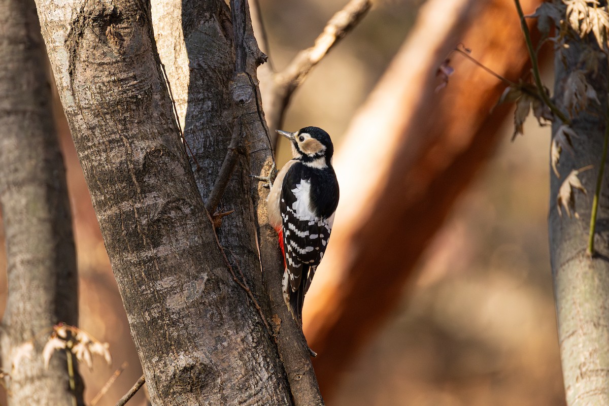 Great Spotted Woodpecker - ML647562229