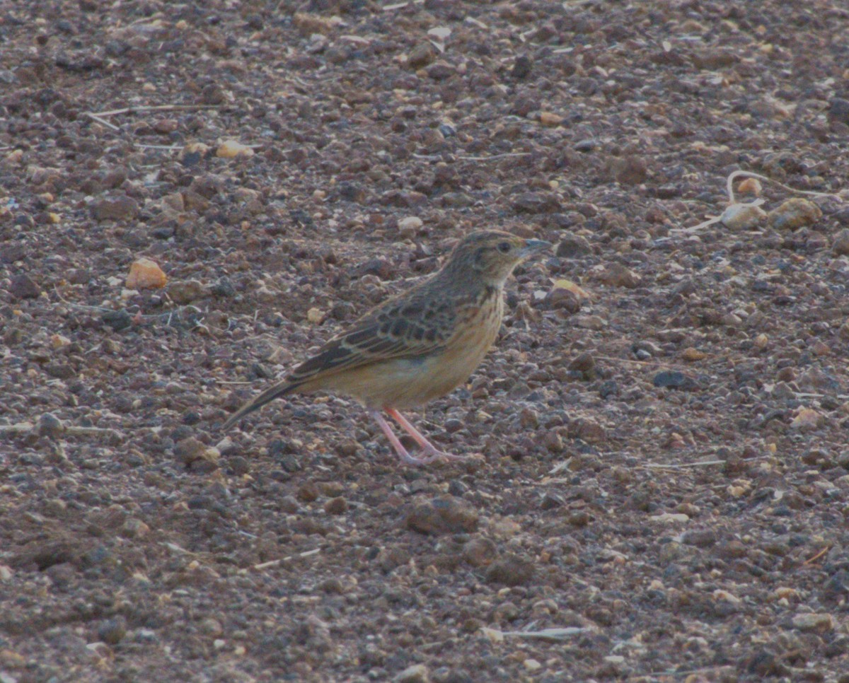 Flappet Lark - ML647562230