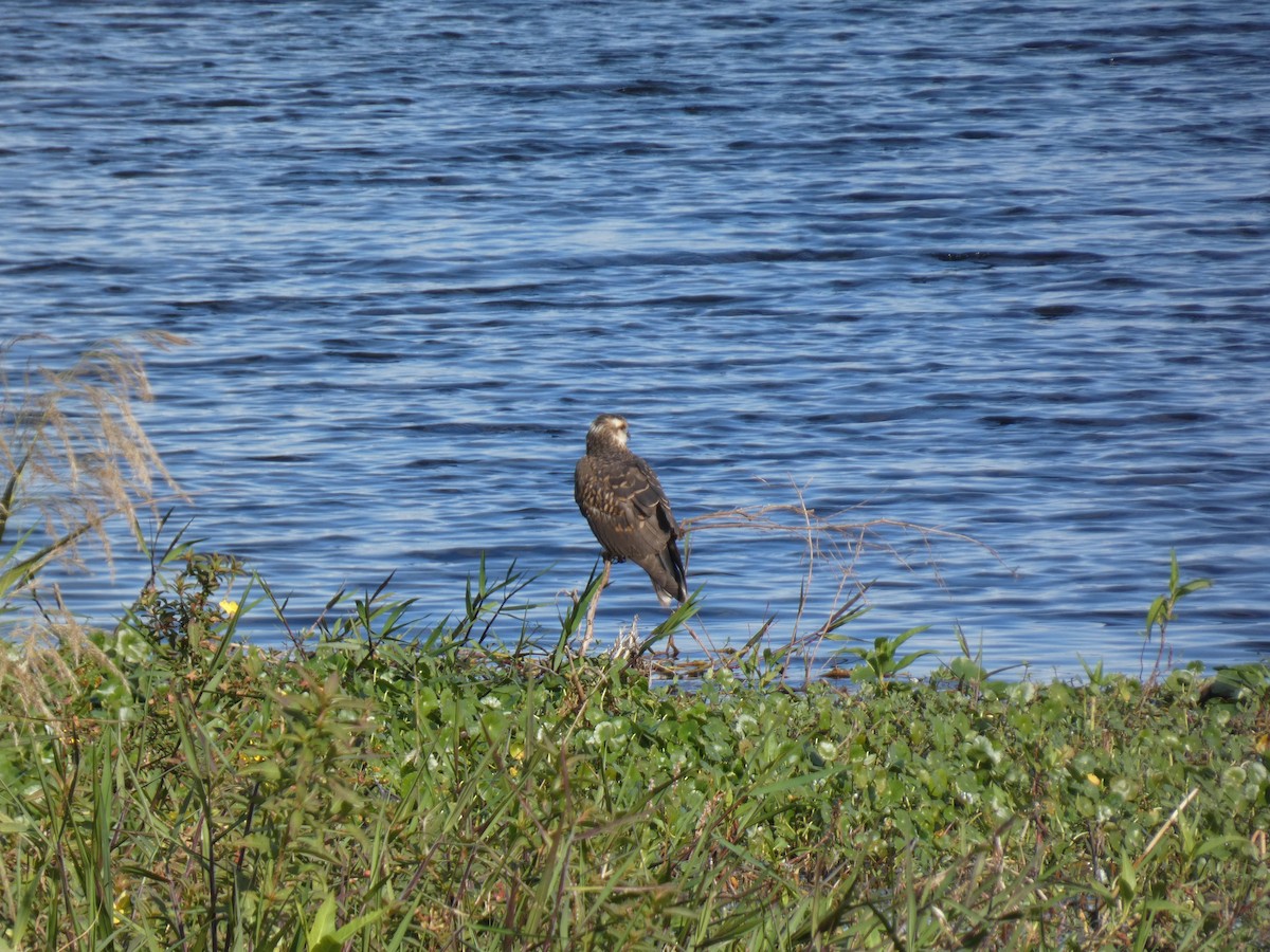 Snail Kite - ML647562231