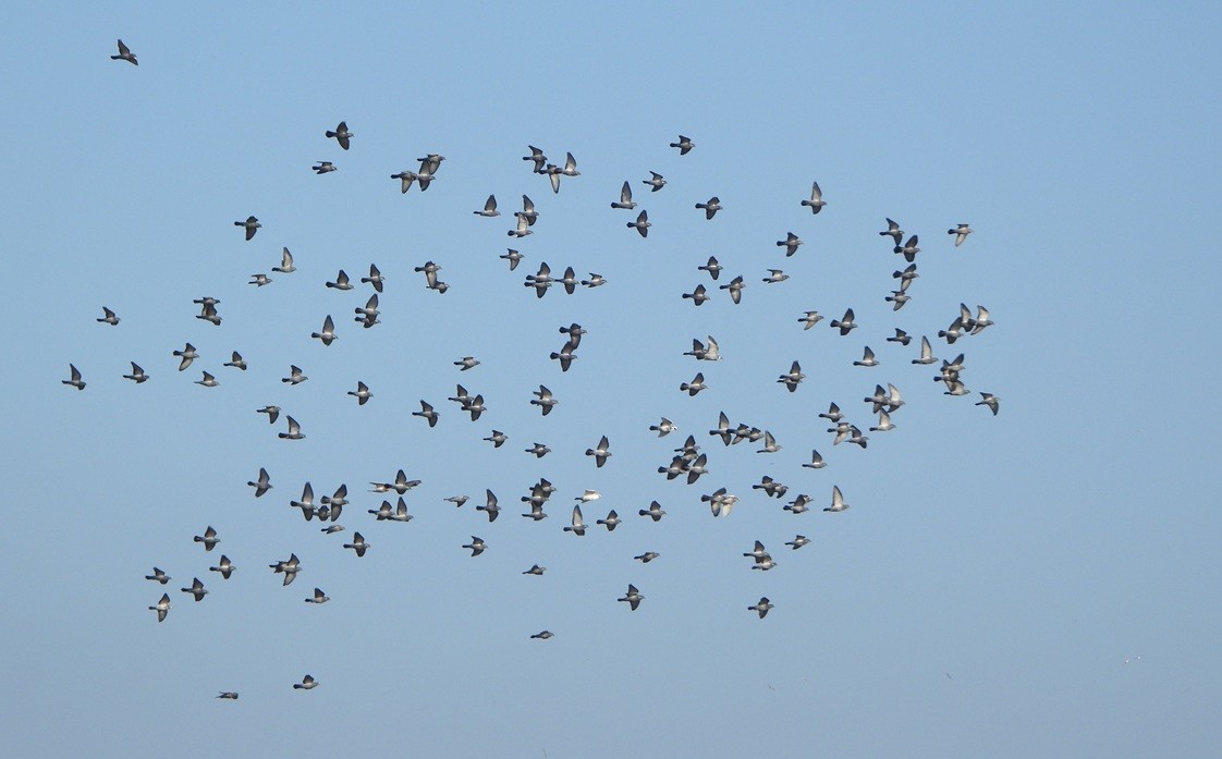 Rock Pigeon (Feral Pigeon) - ML647562232