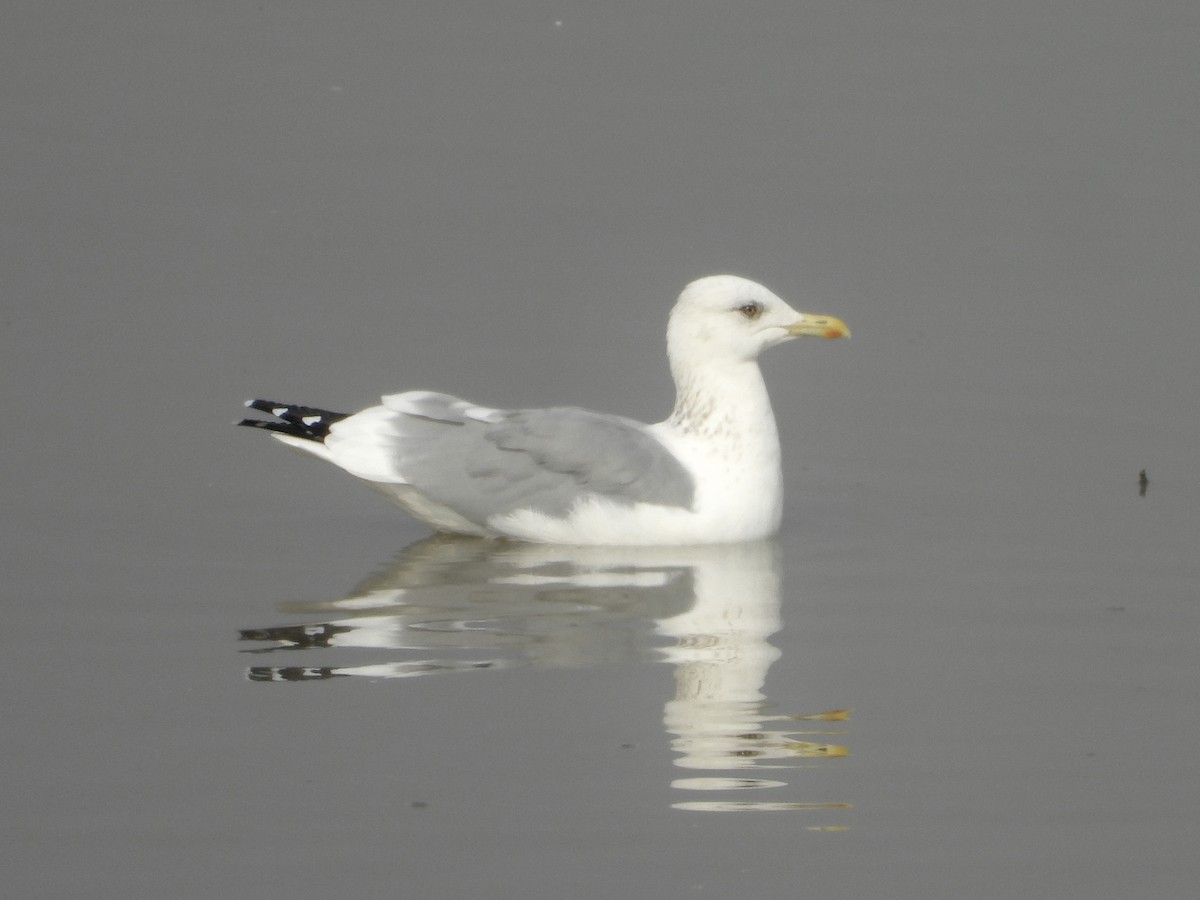 Mongolian Gull - ML647562234