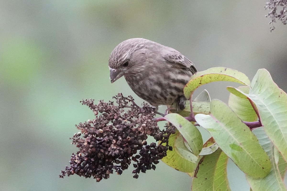 House Finch - ML647562235