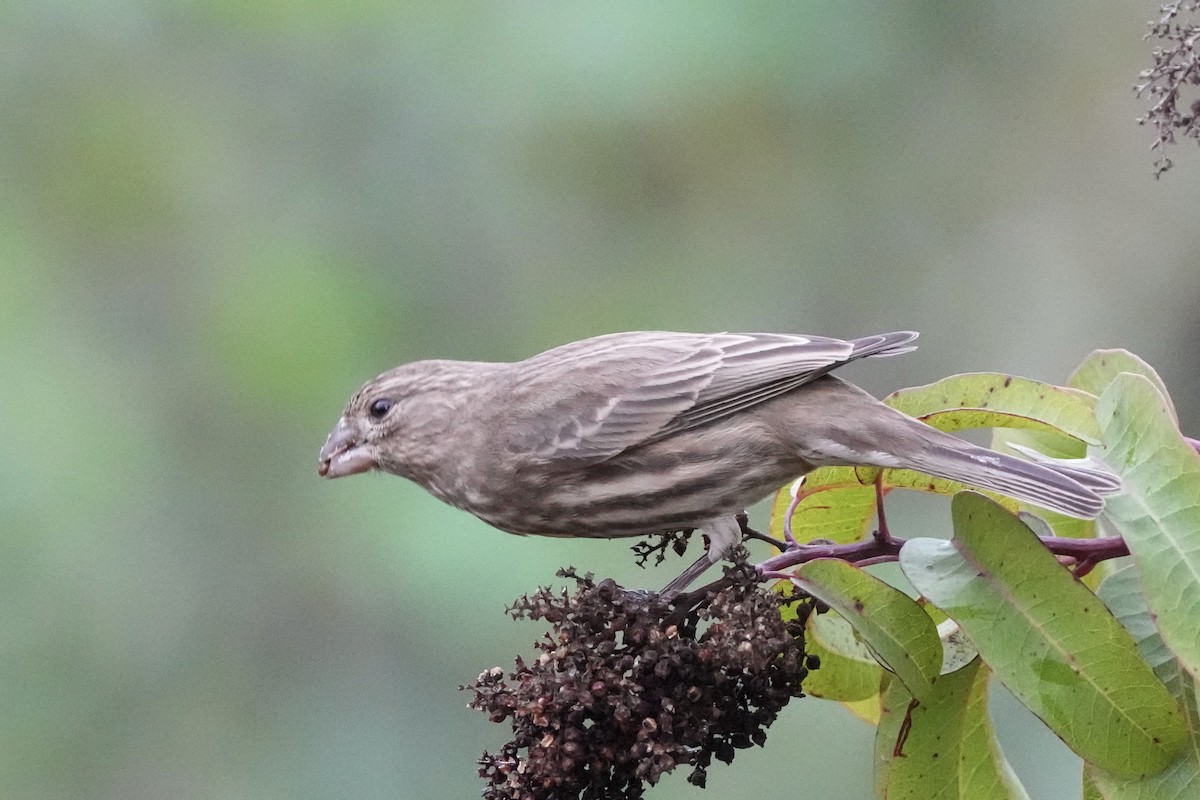 House Finch - ML647562236