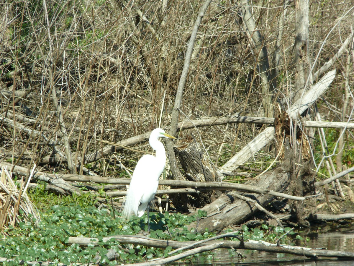 Great Egret - ML647562238