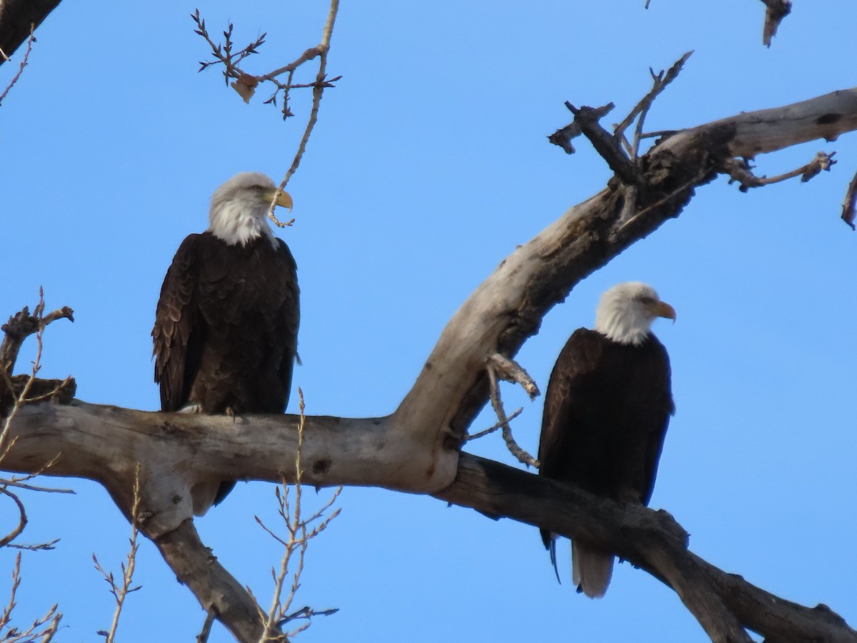 Bald Eagle - ML647562240