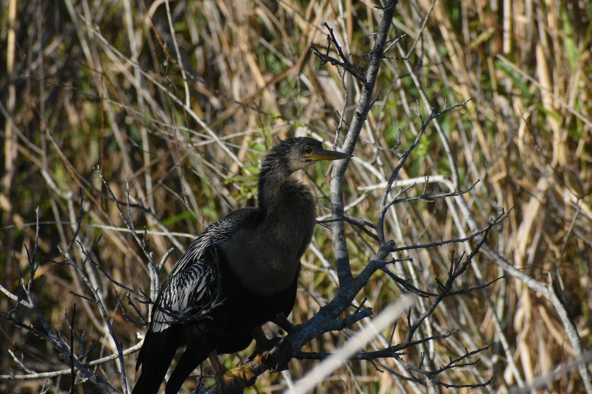 Anhinga - ML647562241