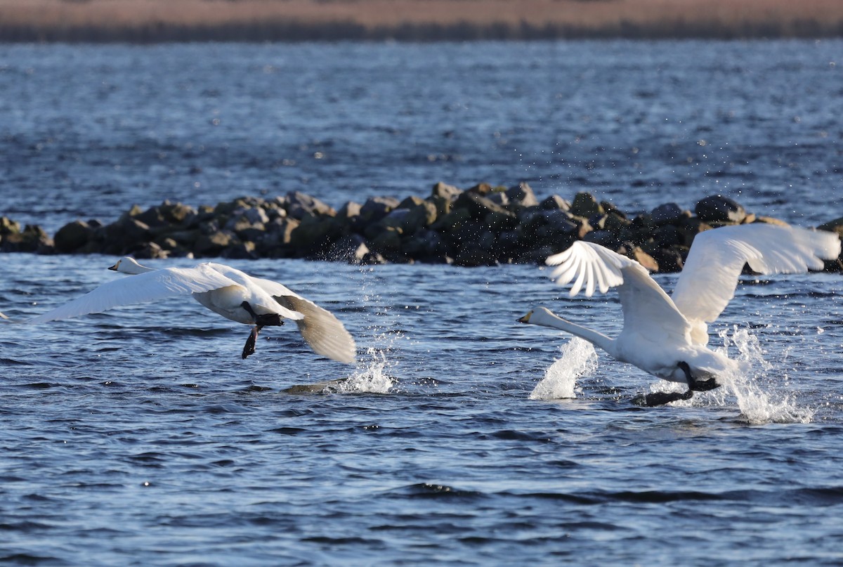 Whooper Swan - ML647562242