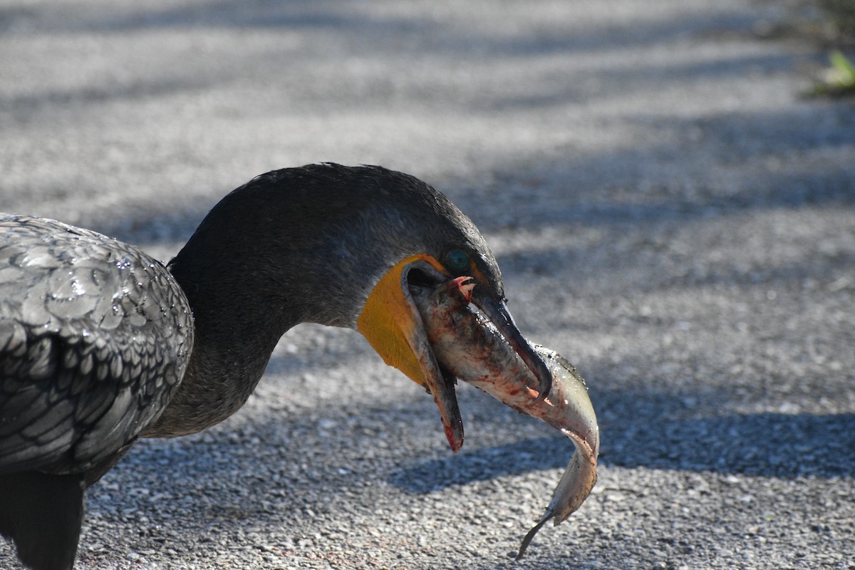 totoppskarv - ML647562254