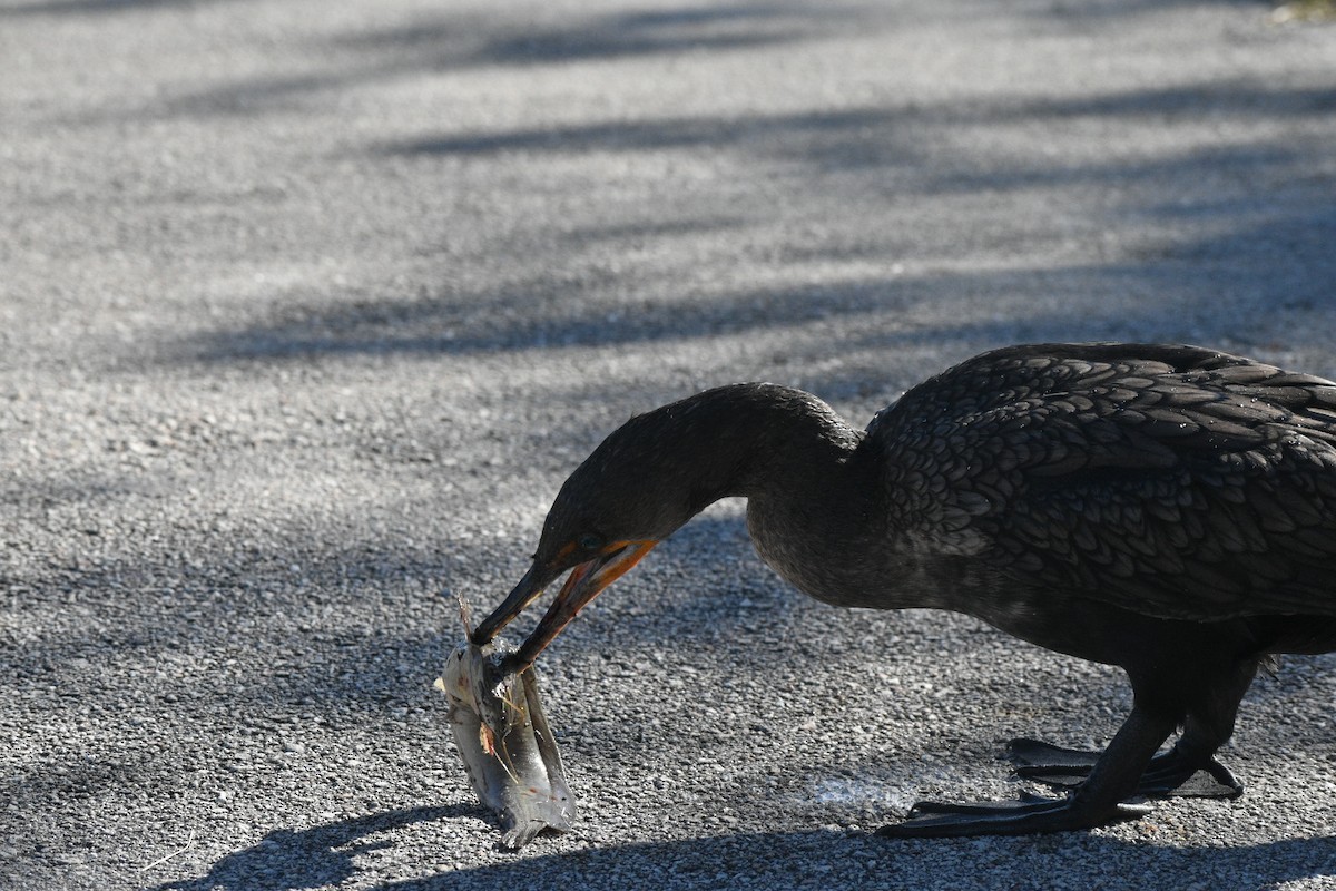 totoppskarv - ML647562255