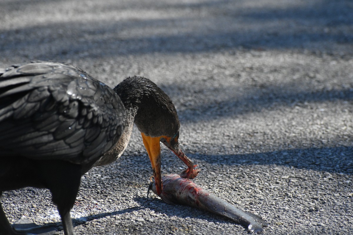 totoppskarv - ML647562256