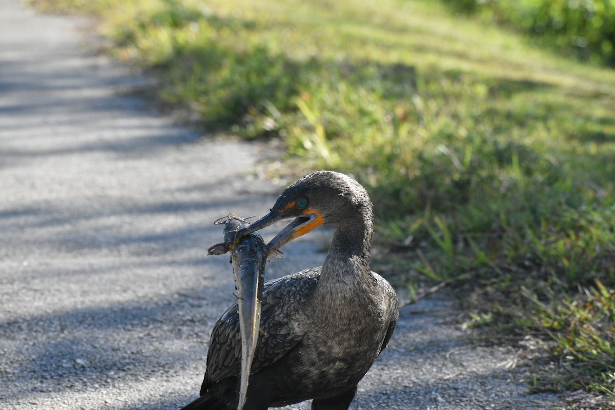 totoppskarv - ML647562257