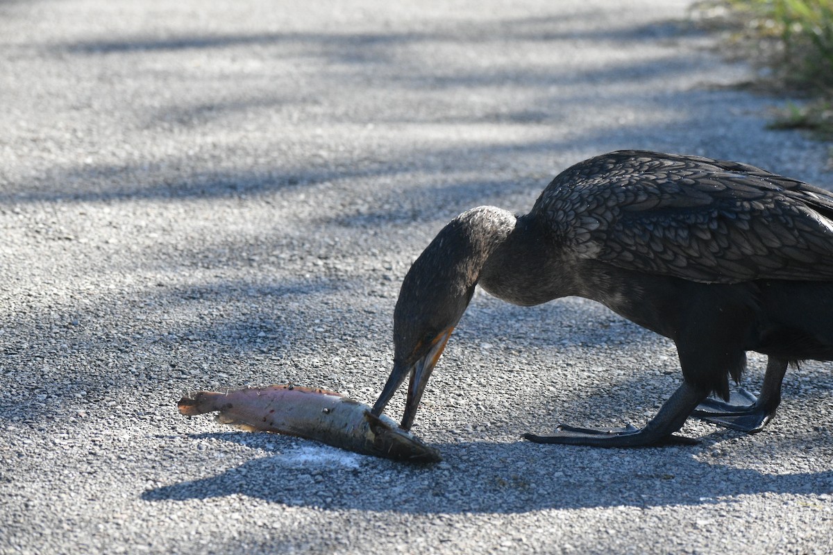 totoppskarv - ML647562258