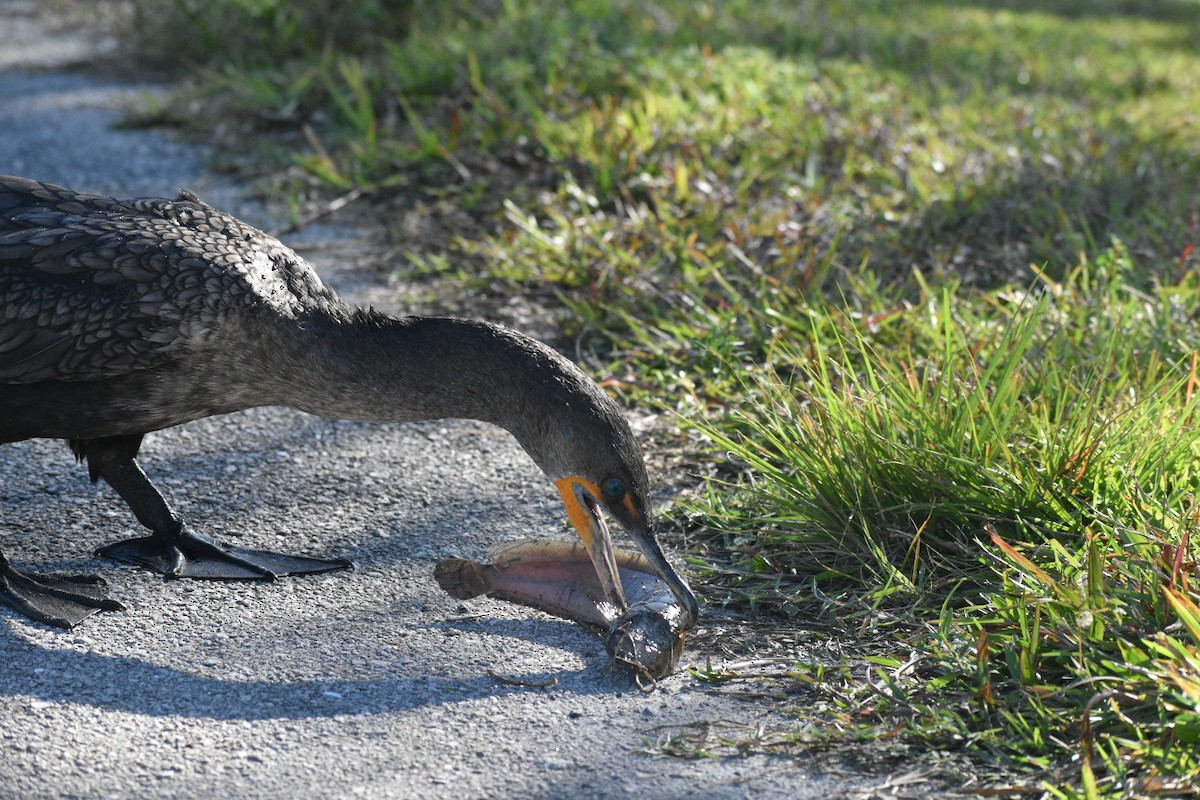 totoppskarv - ML647562259