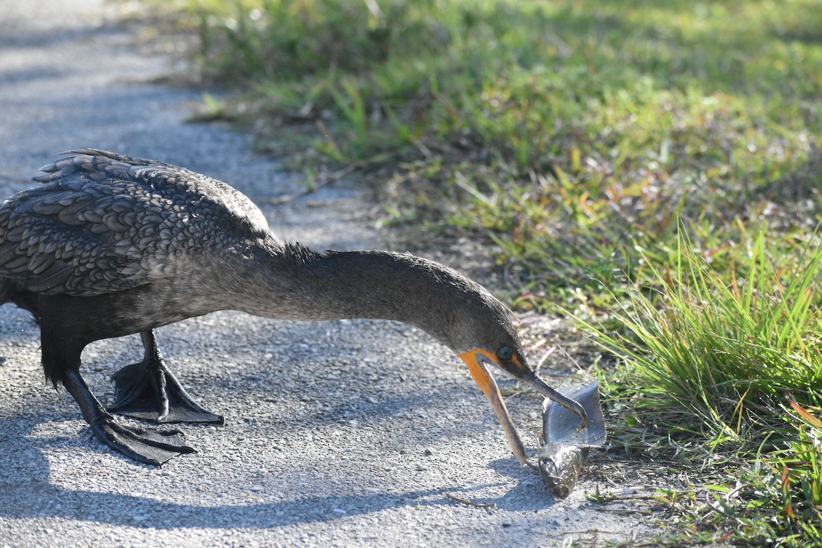 totoppskarv - ML647562260