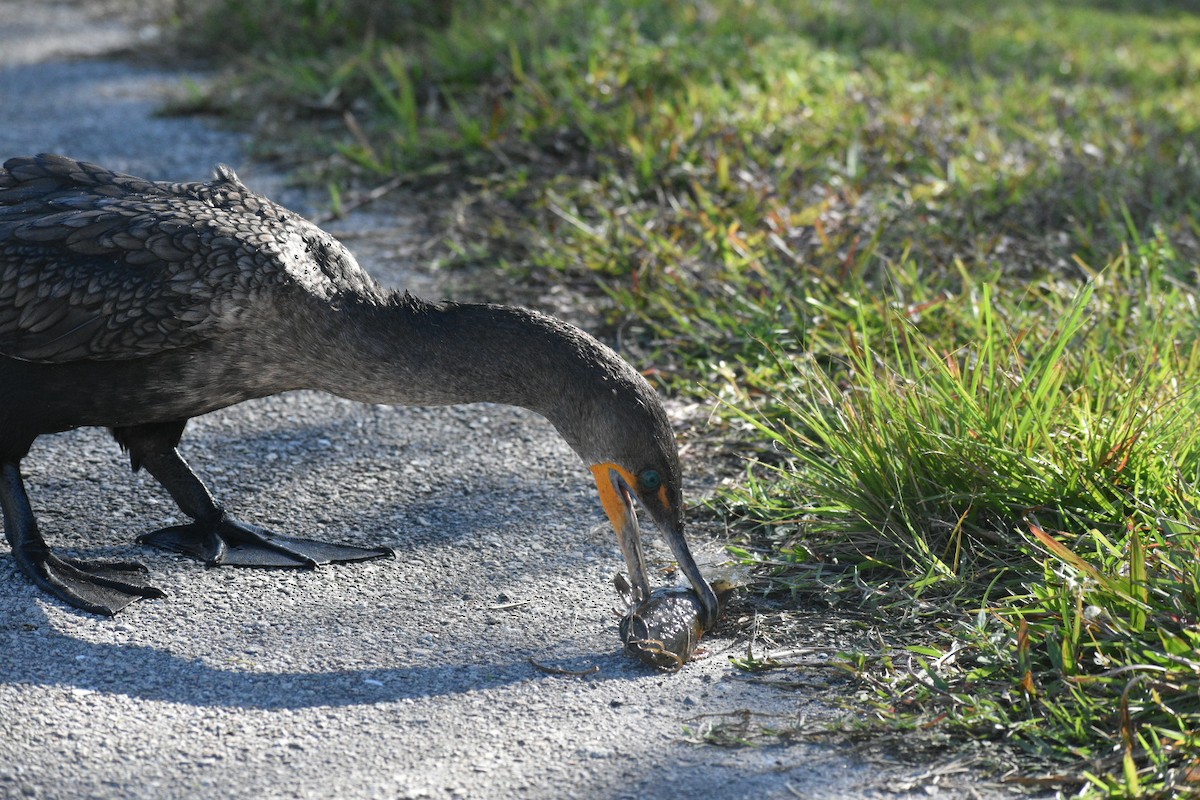 totoppskarv - ML647562261