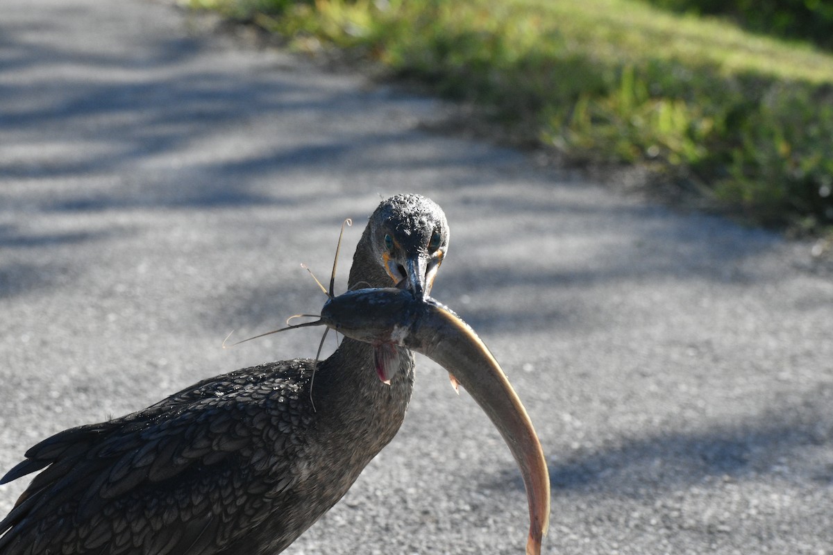 totoppskarv - ML647562262