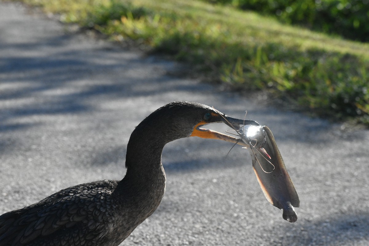 totoppskarv - ML647562263