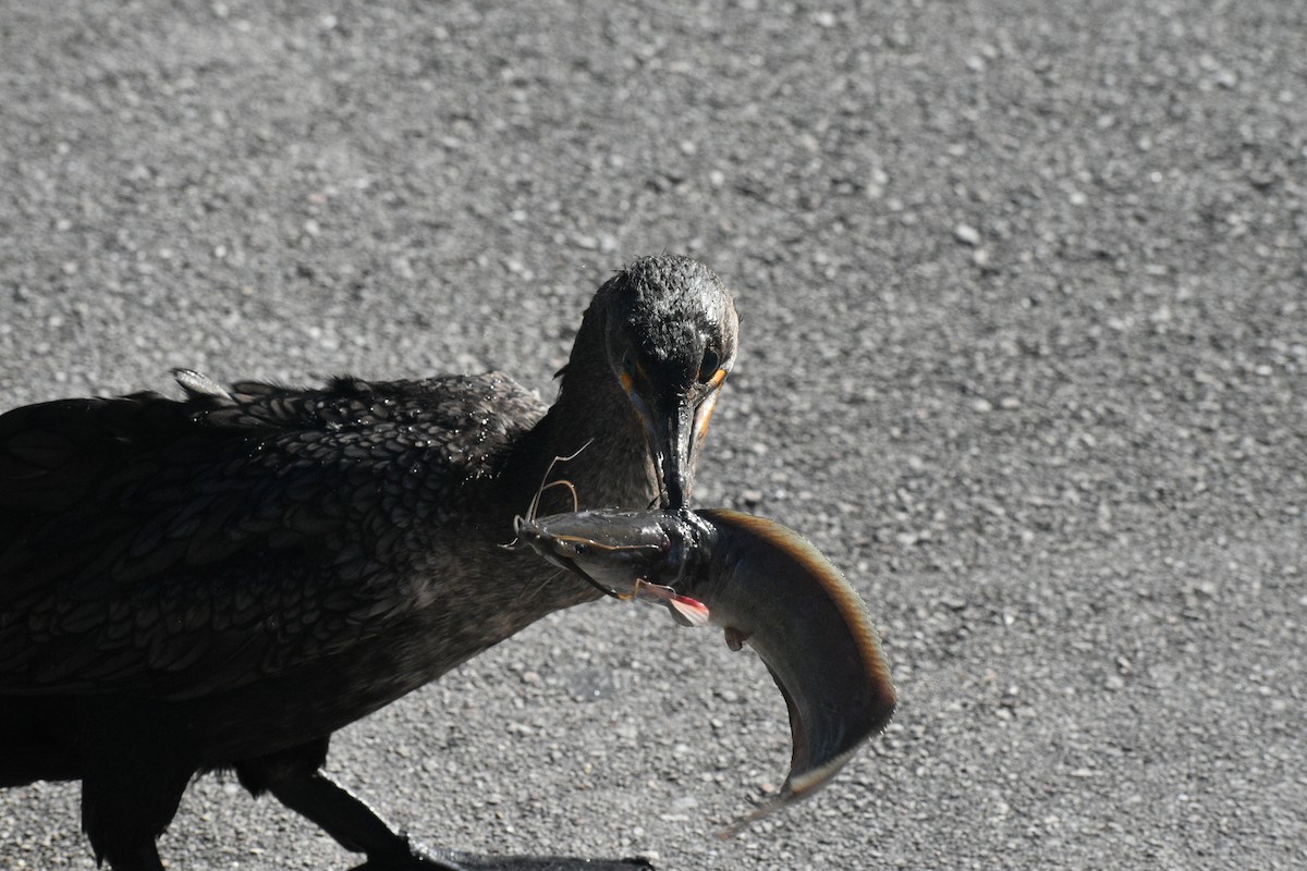 totoppskarv - ML647562264