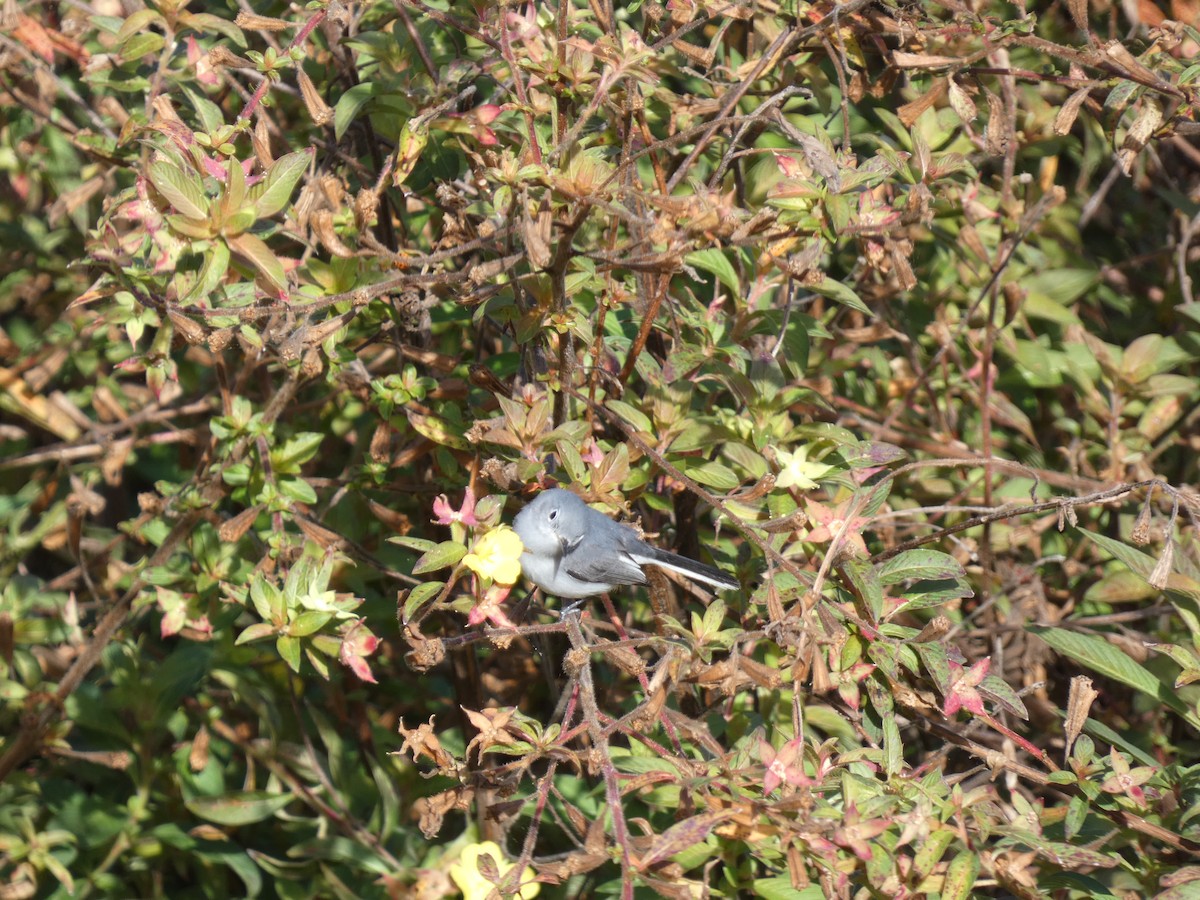 Комароловка сиза - ML647562265