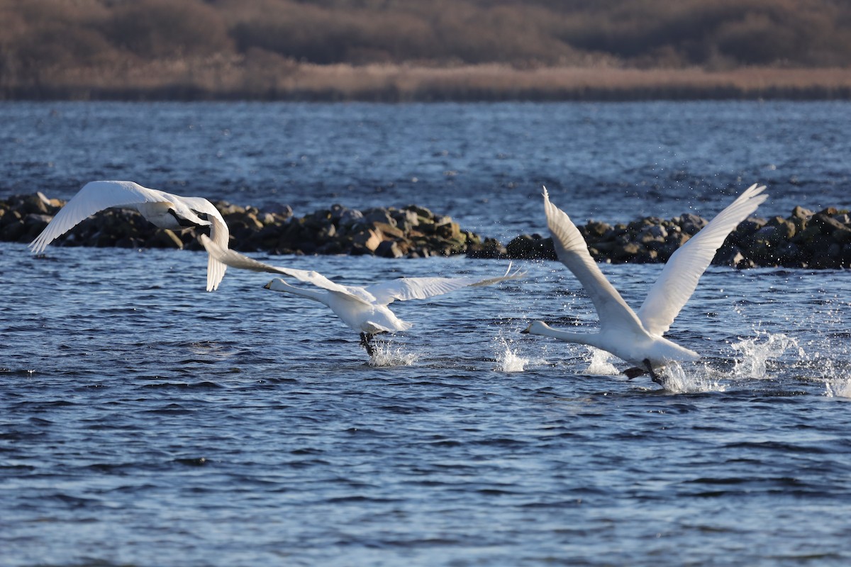 オオハクチョウ - ML647562266