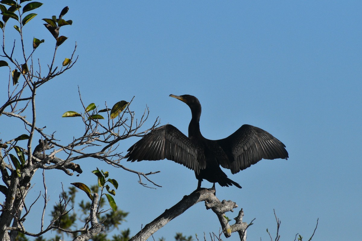 totoppskarv - ML647562271