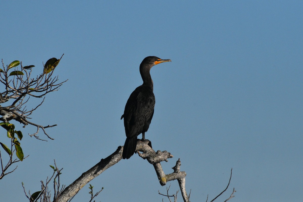 totoppskarv - ML647562272