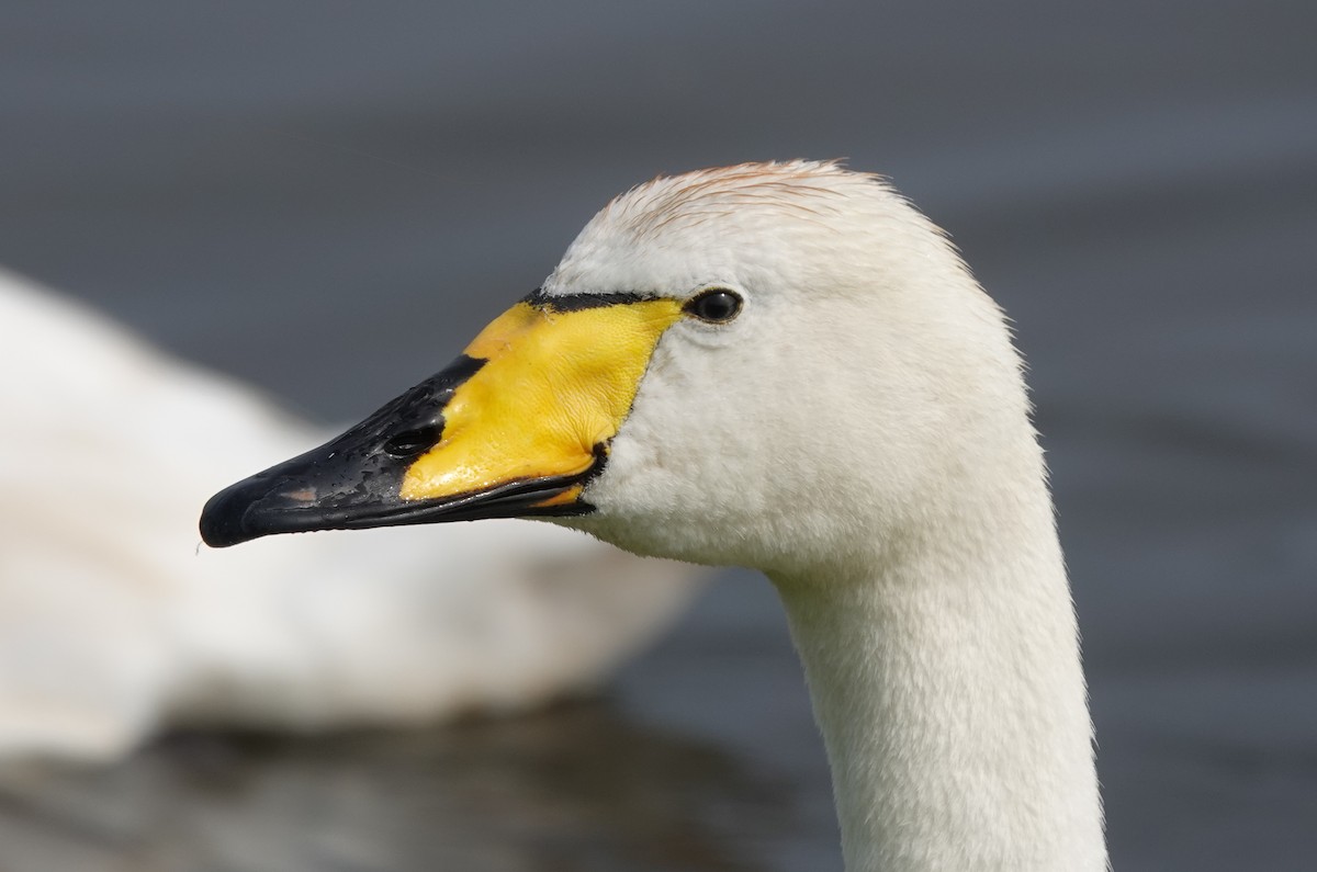 オオハクチョウ - ML647562287