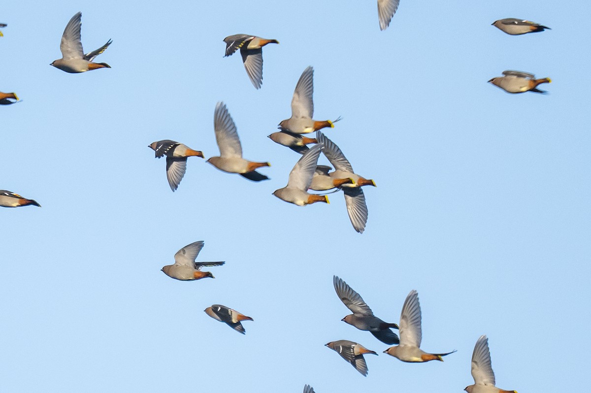 黃連雀 - ML647562333