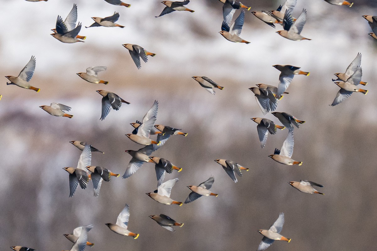 黃連雀 - ML647562334