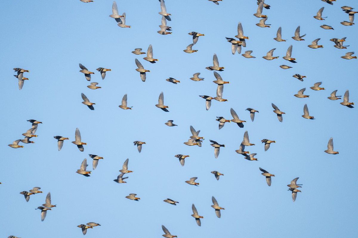 黃連雀 - ML647562335