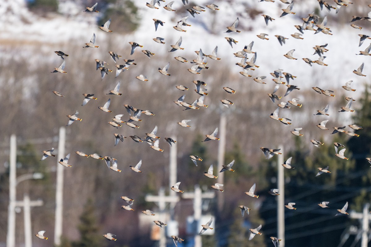 黃連雀 - ML647562336